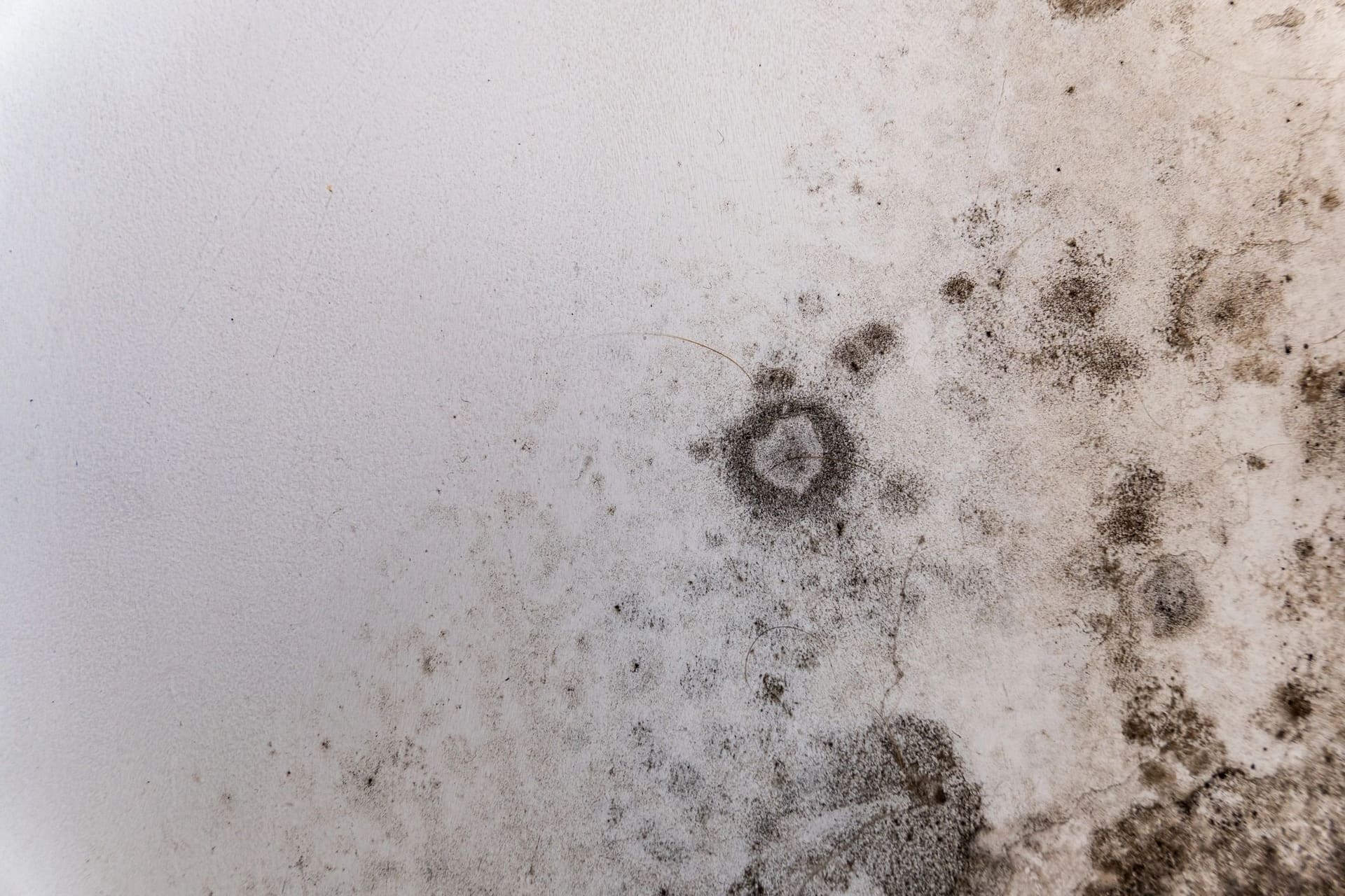 Mold growth spreading across a wall