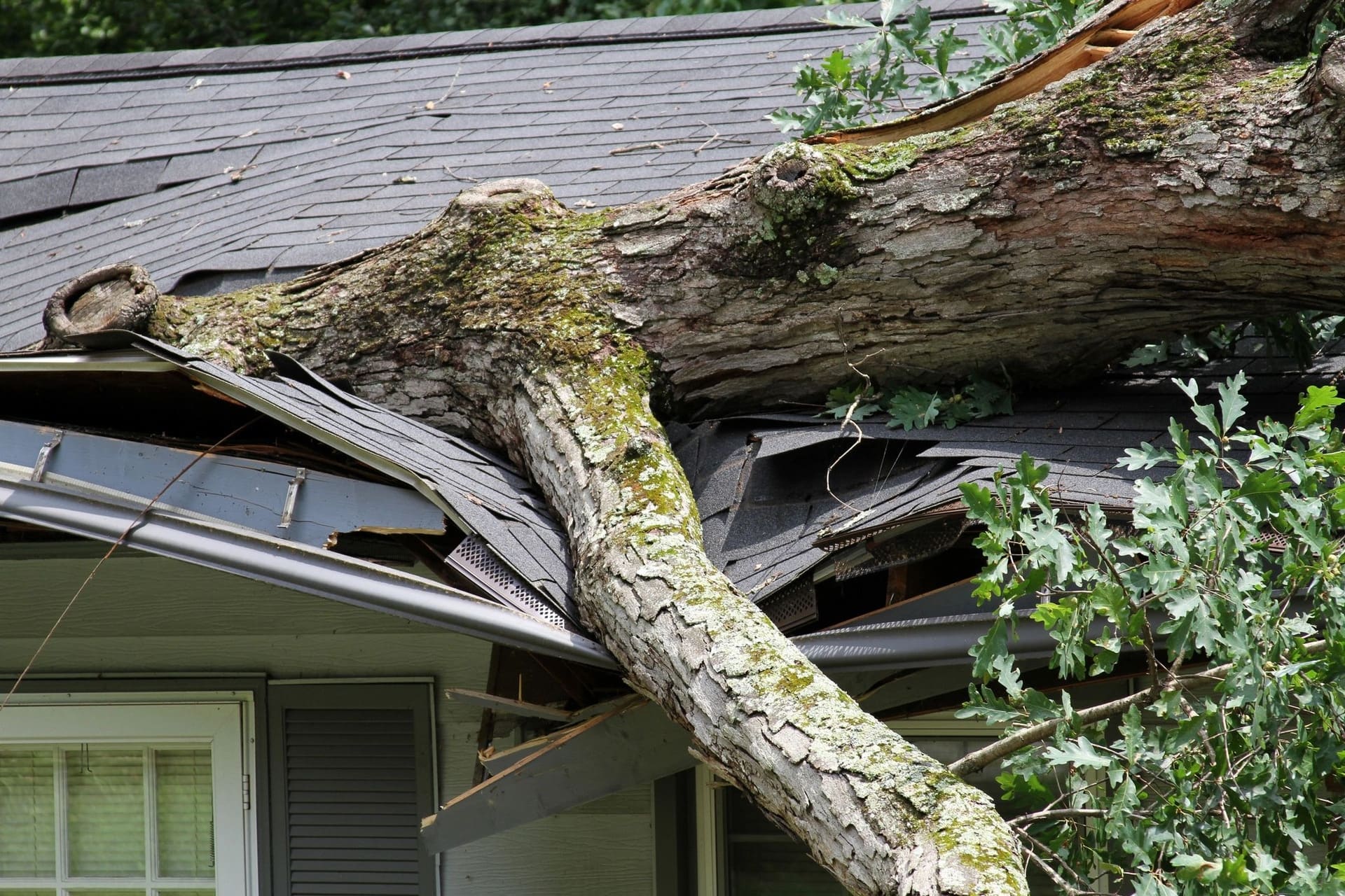 A fallen tree through a house roof after a storm